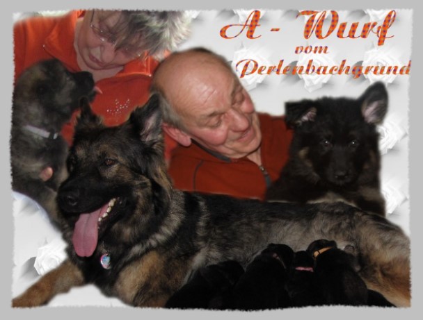 altdeutsche sch�ferhunde a wurf02