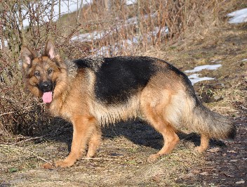 altdeutscher schäferhund akira 07.02.2011- 31