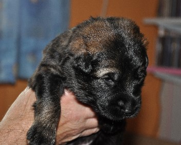bajana 01.05.2011.2011 - 10