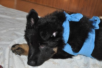 bakuma 21.06.2011 - 3