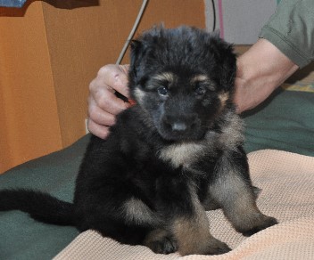 barani 5 wochen alt 23.05.2011- 21