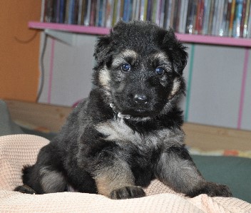 baskia vier wochen alt 16.05.2011 - 2