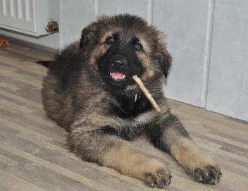bonita 19.06.2011 - 16