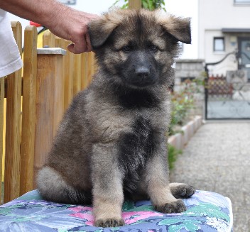 bonita 8 wochen alt 12.06.2011 - 12