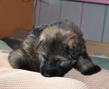 bonita vier wochen alt 16.05.2011 - 21