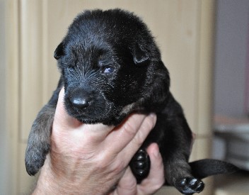 brix-balu 01.05.2011- 2