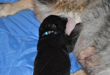 brix-balu 04.05.2011 - 2