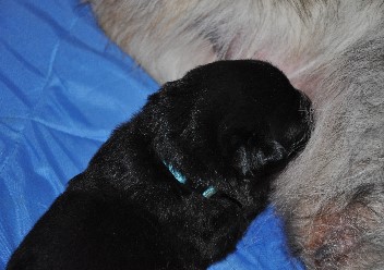 brix-balu 04.05.2011 - 3