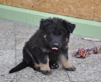 brix-balu 12.06.2011- 1