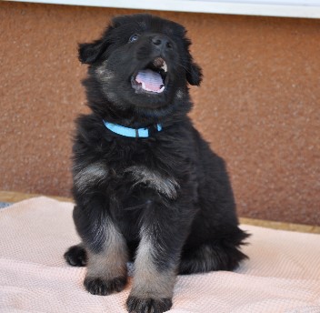 brix-balu 6 wochen alt 30.05.2011 - 24