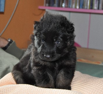 brix-balu vier wochen alt 16.05.2011 - 24