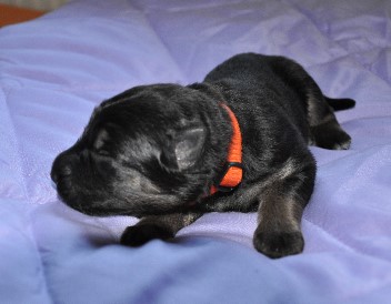 halsband orange 25.04.2011- 27