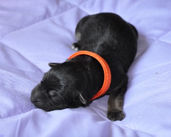 h�ndin halsband orange 19.04.2011- 3